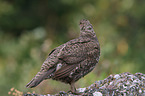 Canada grouse