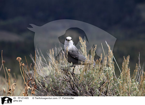 grey jay / FF-01495