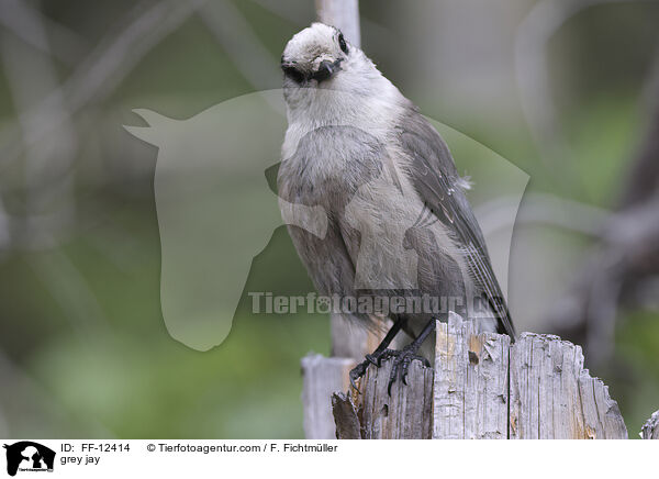 Meisenhher / grey jay / FF-12414