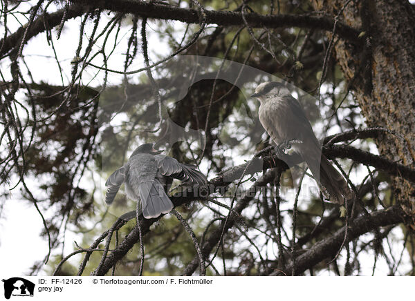 grey jay / FF-12426