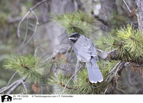 grey jay / FF-12428