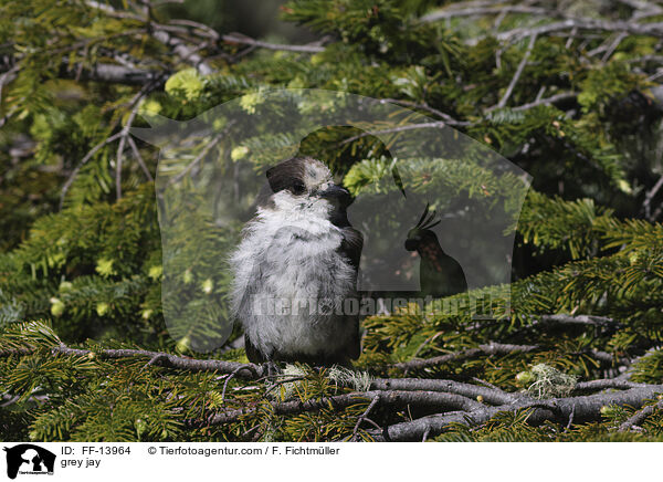 grey jay / FF-13964