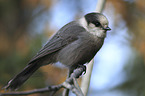 grey jay