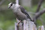 grey jay