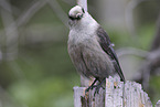 grey jay