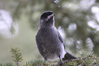 grey jay