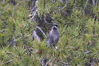 grey jay