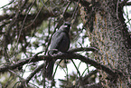 grey jay