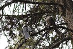 grey jay