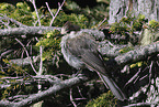 grey jay