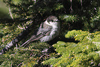 grey jay