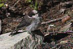 grey jay