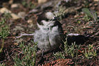 grey jay