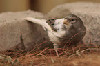 canary bird