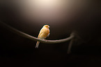 canary