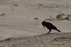 black crow
