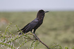 black crow