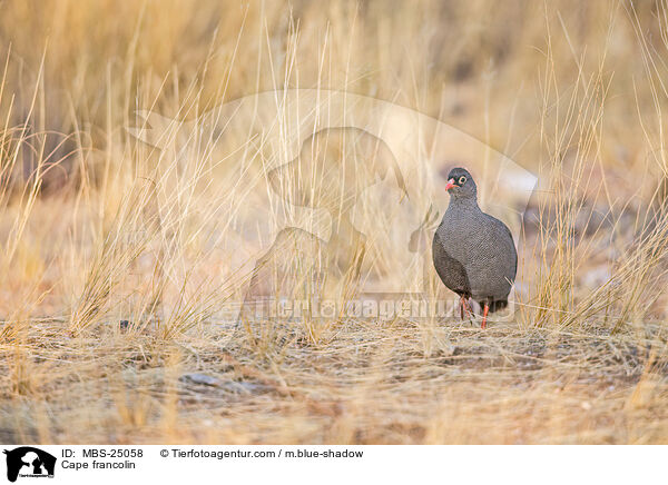 Kapfrankolin / Cape francolin / MBS-25058