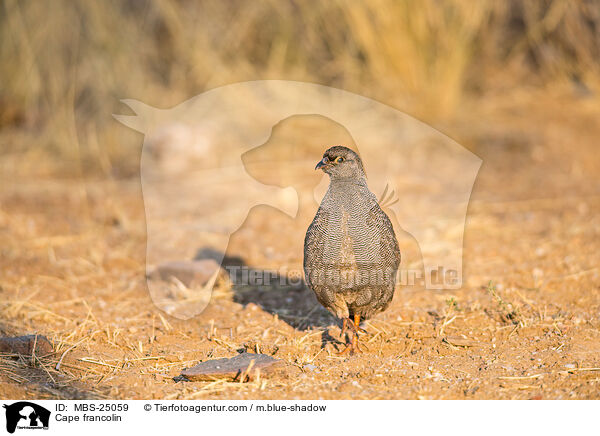 Kapfrankolin / Cape francolin / MBS-25059