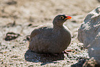 Cape francolin