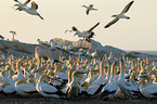 Cape gannet