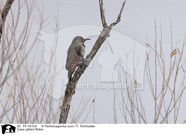 Wstengoldspecht / Cape gilded flicker / FF-15124