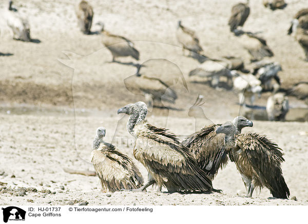 Kapgeier / Cape Griffons / HJ-01737