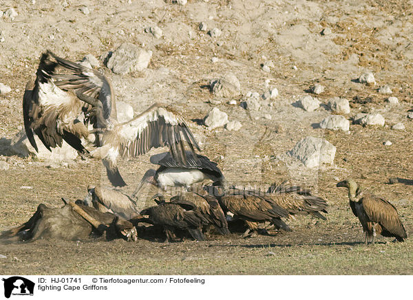 kmpfende Kapgeier / fighting Cape Griffons / HJ-01741