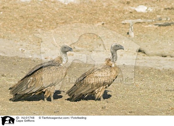 Kapgeier / Cape Griffons / HJ-01748