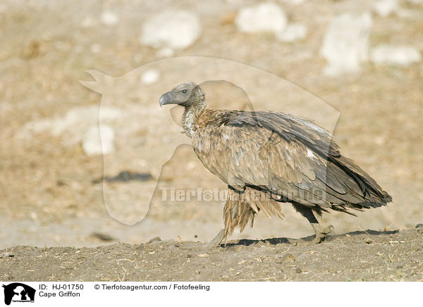 Cape Griffon / HJ-01750