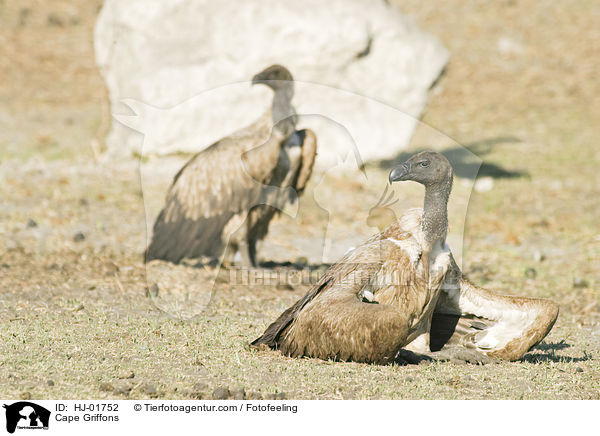 Kapgeier / Cape Griffons / HJ-01752