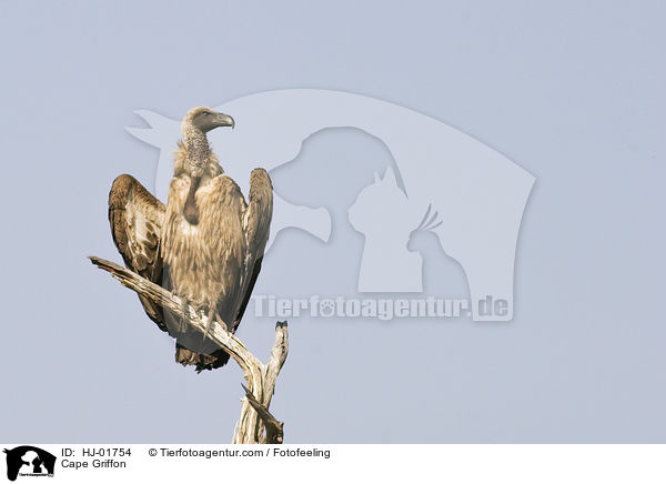 Cape Griffon / HJ-01754