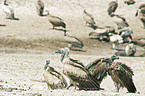 Cape Griffons