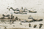 Cape Griffons