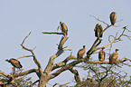 Cape Griffons
