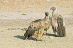 Cape Griffons