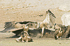 Cape Griffons