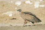 Cape Griffon