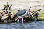 Cape Griffons and Marabou Stork