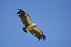 flying Cape Griffon
