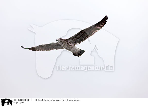 Kap-Mwe / cape gull / MBS-06034