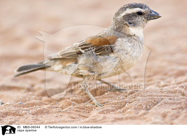 Kapsperling / cape sparrow / MBS-06044