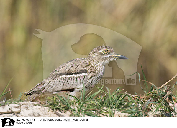 Kaptriel / cape dikkop / HJ-03173