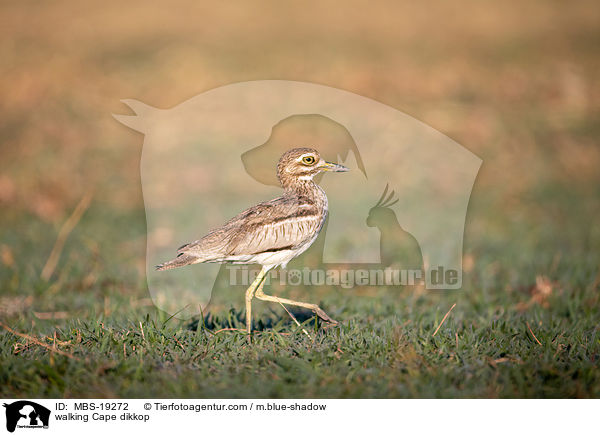 laufender Kaptriel / walking Cape dikkop / MBS-19272