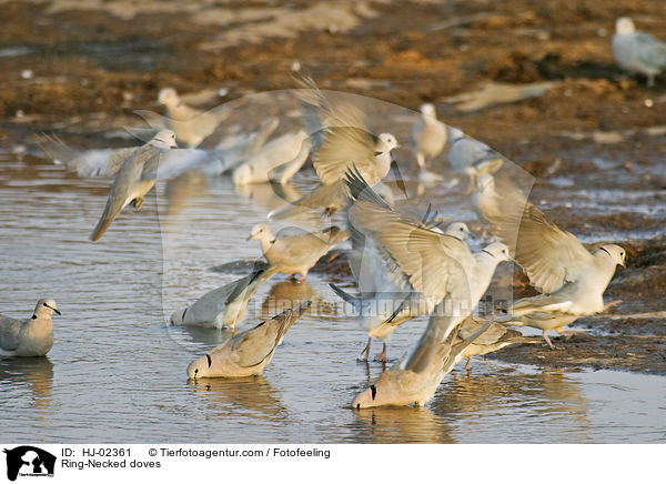 Ring-Necked doves / HJ-02361