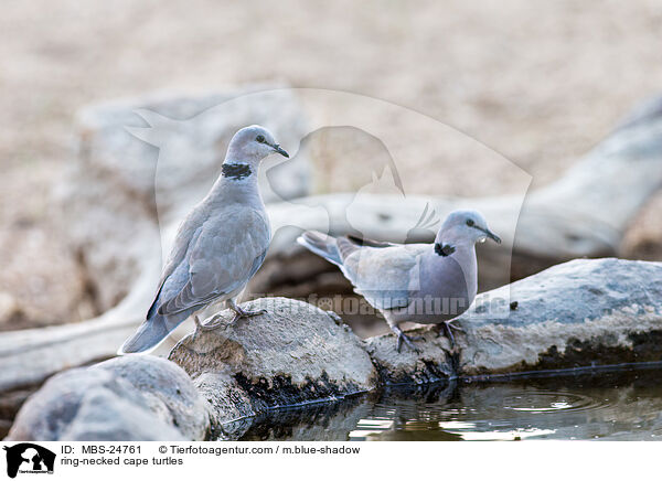 ring-necked cape turtles / MBS-24761