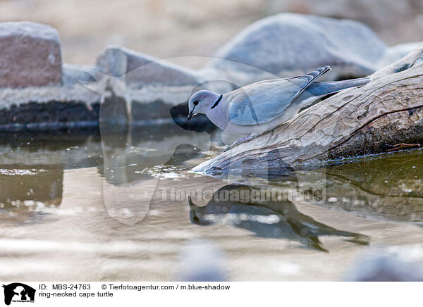 ring-necked cape turtle / MBS-24763