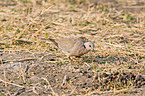 ring-necked dove