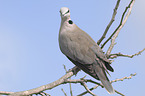 Cape turtle dove