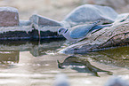 ring-necked cape turtle